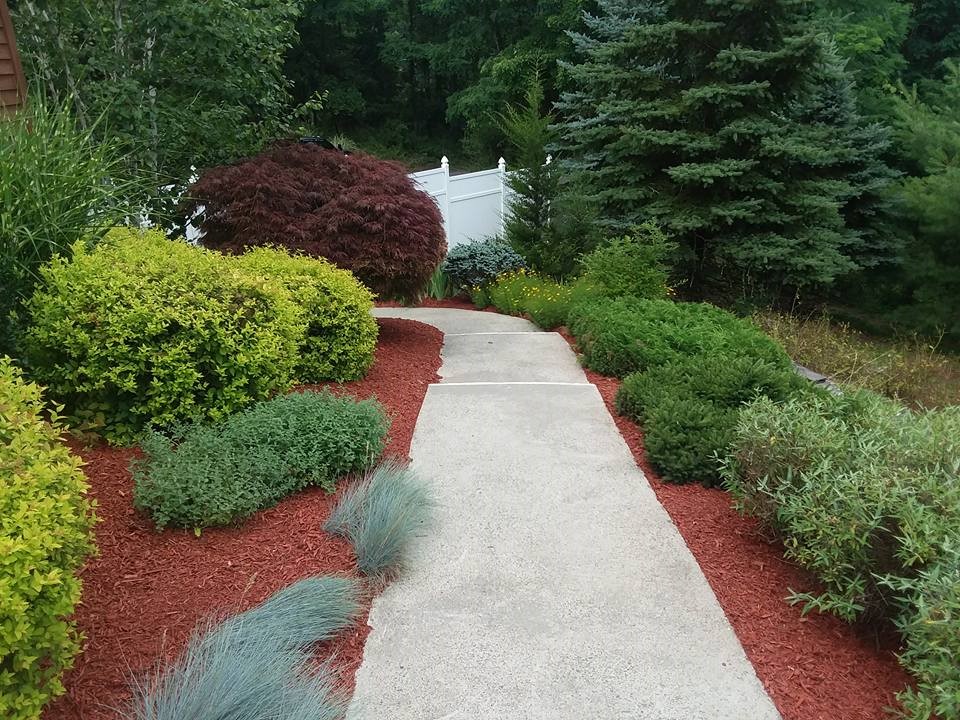 Boxwoods Galore!